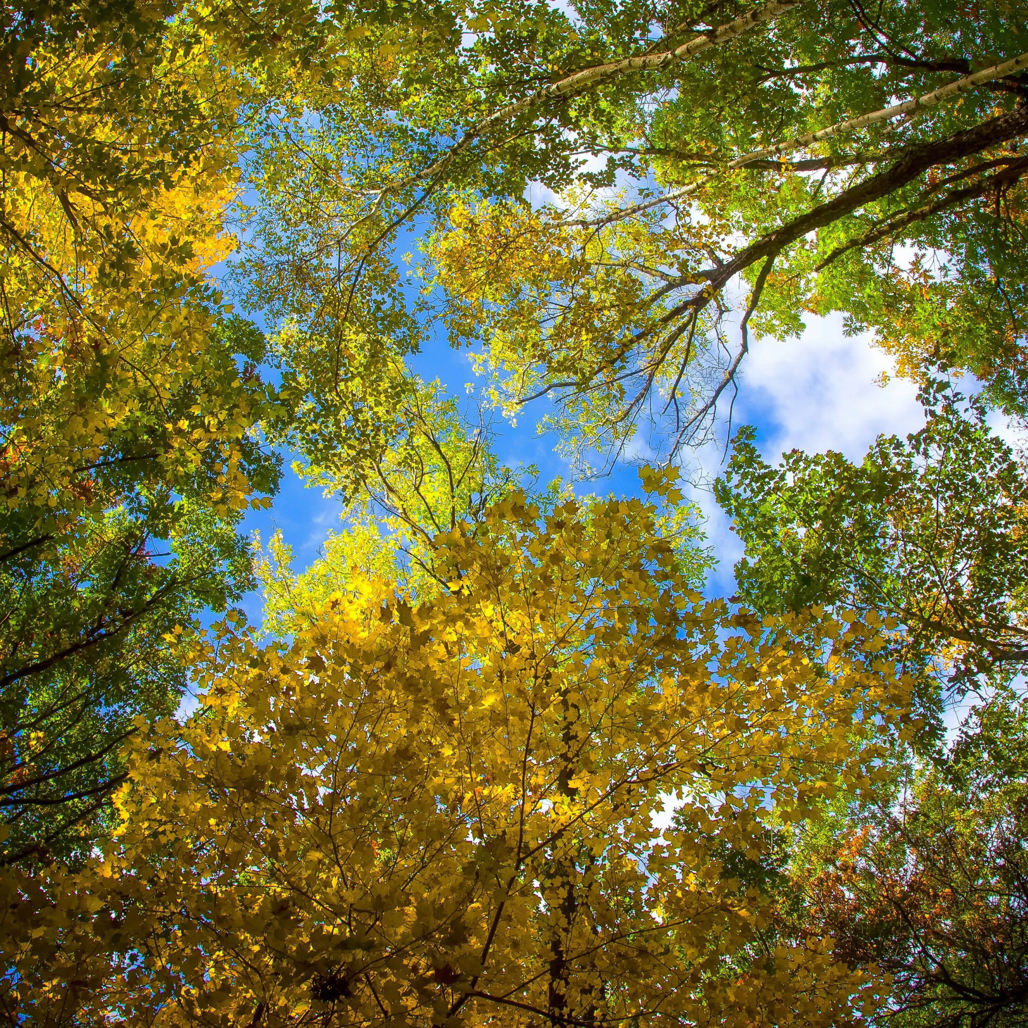 кроны осень деревья лес crown autumn trees forest без смс