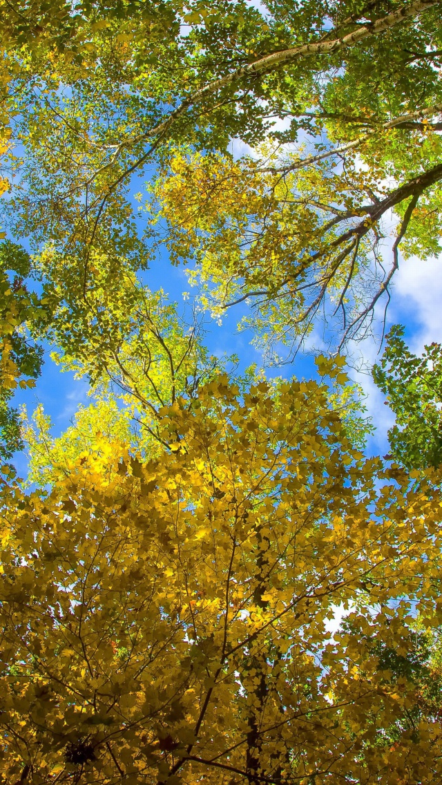 Sky and Trees wallpaper 640x1136