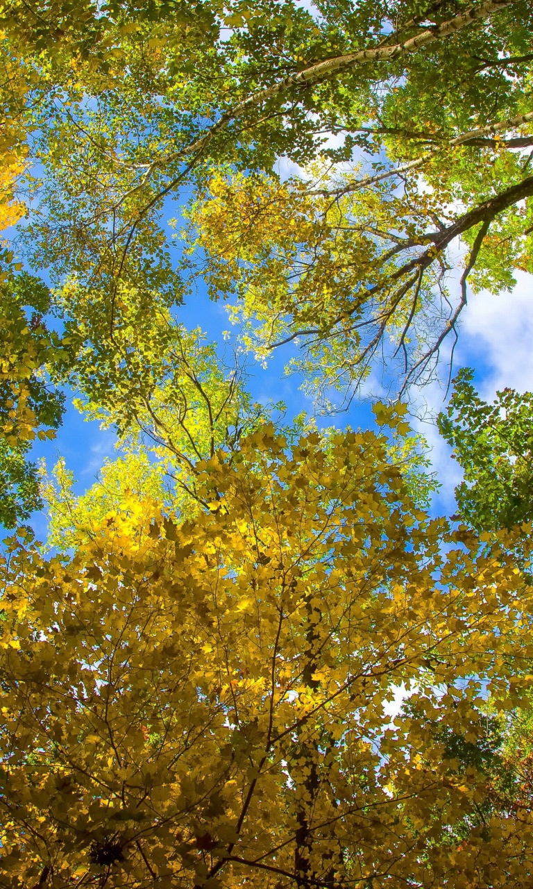 Sky and Trees wallpaper 768x1280