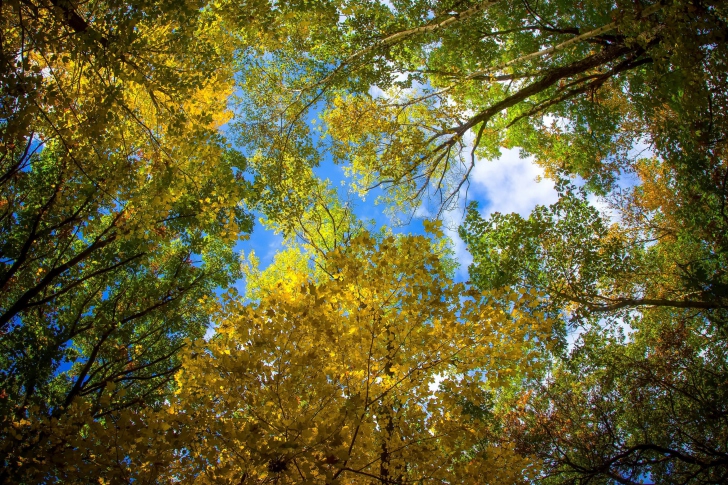 Sky and Trees wallpaper