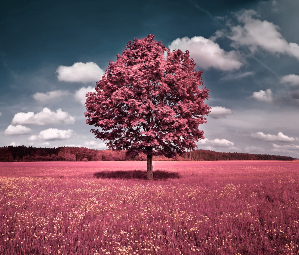 Fondo de pantalla Pink Field 1200x1024