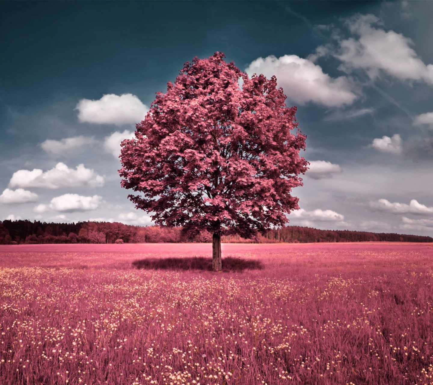 Pink Field wallpaper 1440x1280