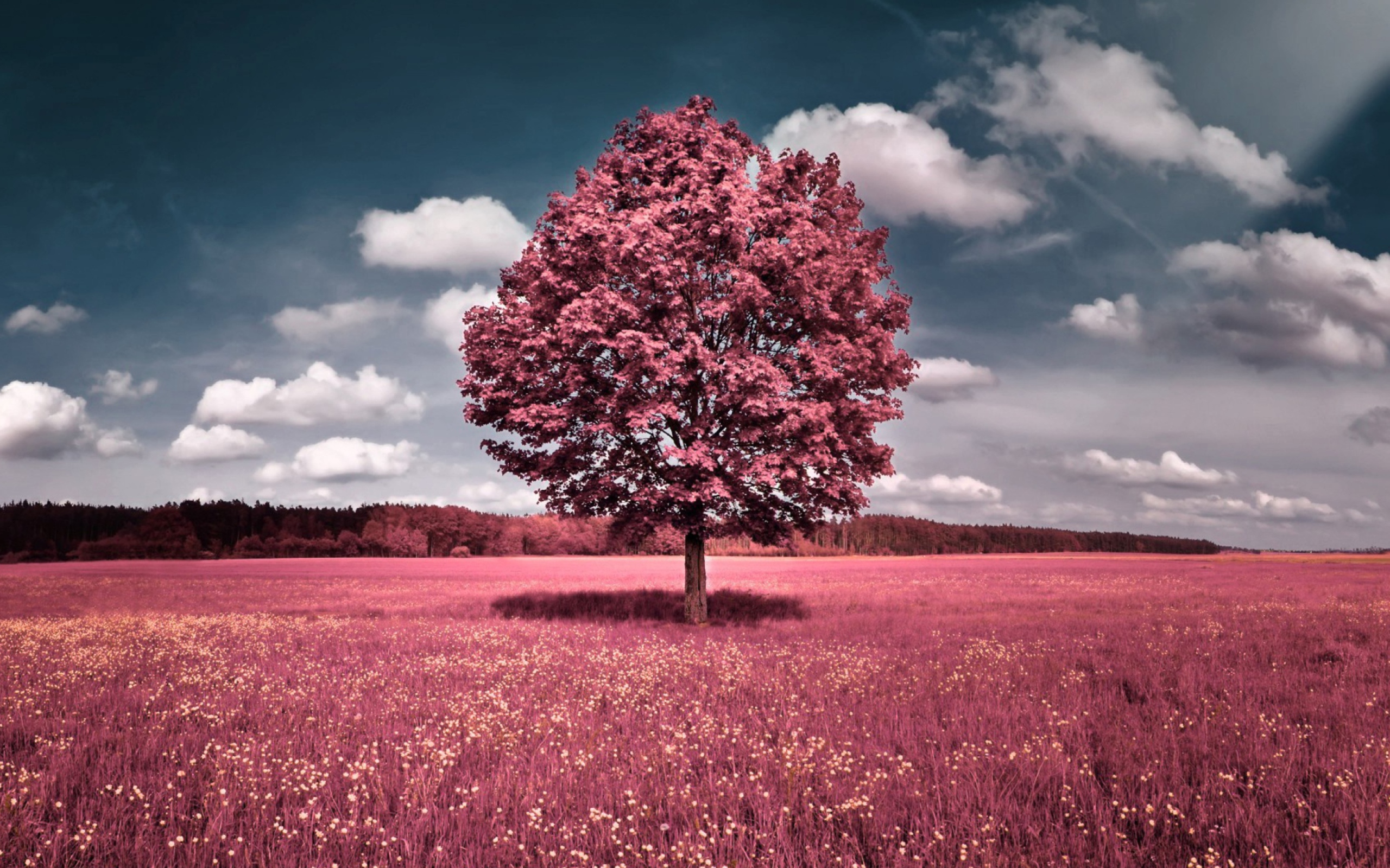 Pink Field wallpaper 2560x1600