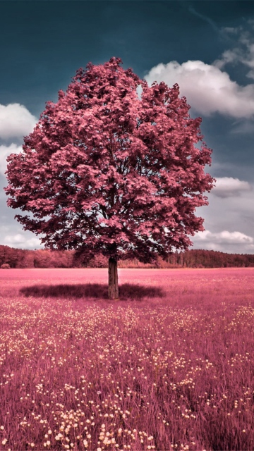 Pink Field wallpaper 360x640