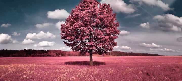 Das Pink Field Wallpaper 720x320