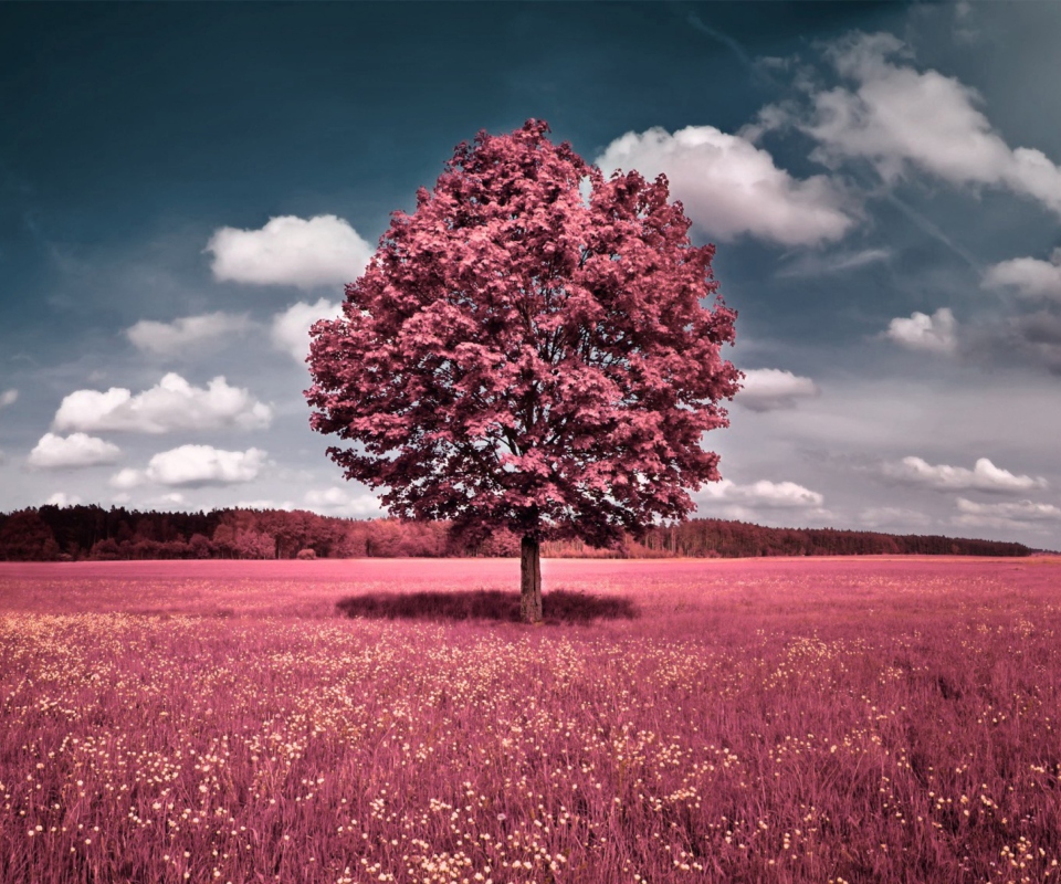 Fondo de pantalla Pink Field 960x800