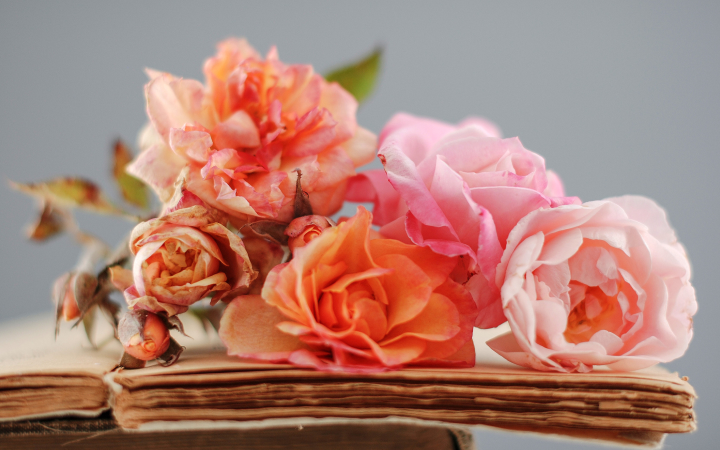 Fondo de pantalla Beautiful Roses 1440x900