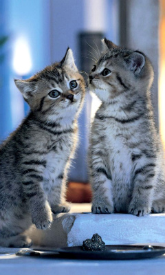 Обои Whiskas Kittens 240x400