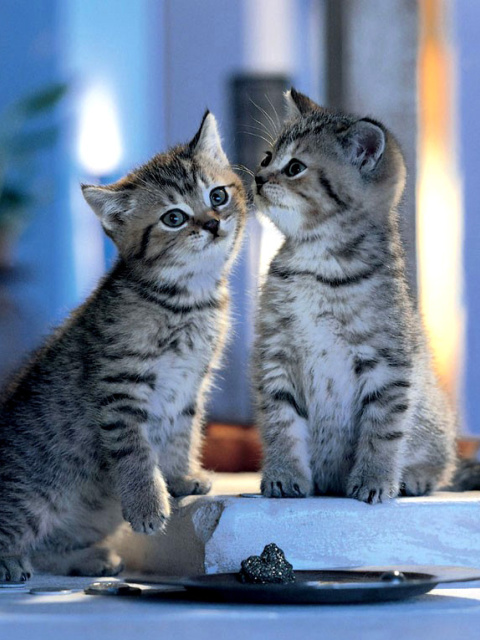 Обои Whiskas Kittens 480x640