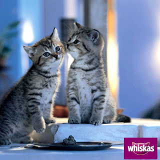 Whiskas Kittens - Obrázkek zdarma pro Samsung B159 Hero Plus