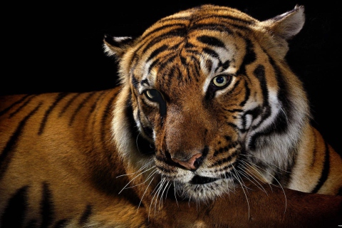 Das Tiger Wallpaper 480x320