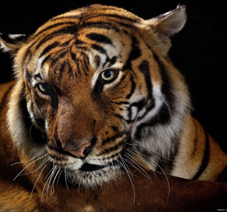 Tiger sfondi gratuiti per iPad mini
