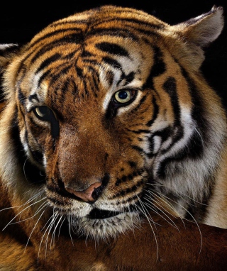 Tiger - Obrázkek zdarma pro Nokia Asha 503