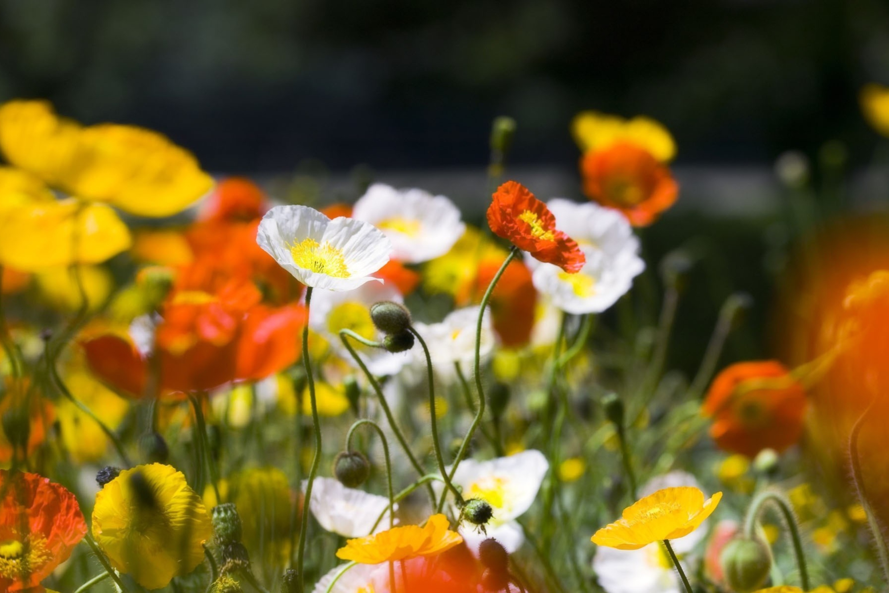 Fondo de pantalla White Poppy Flowers 2880x1920