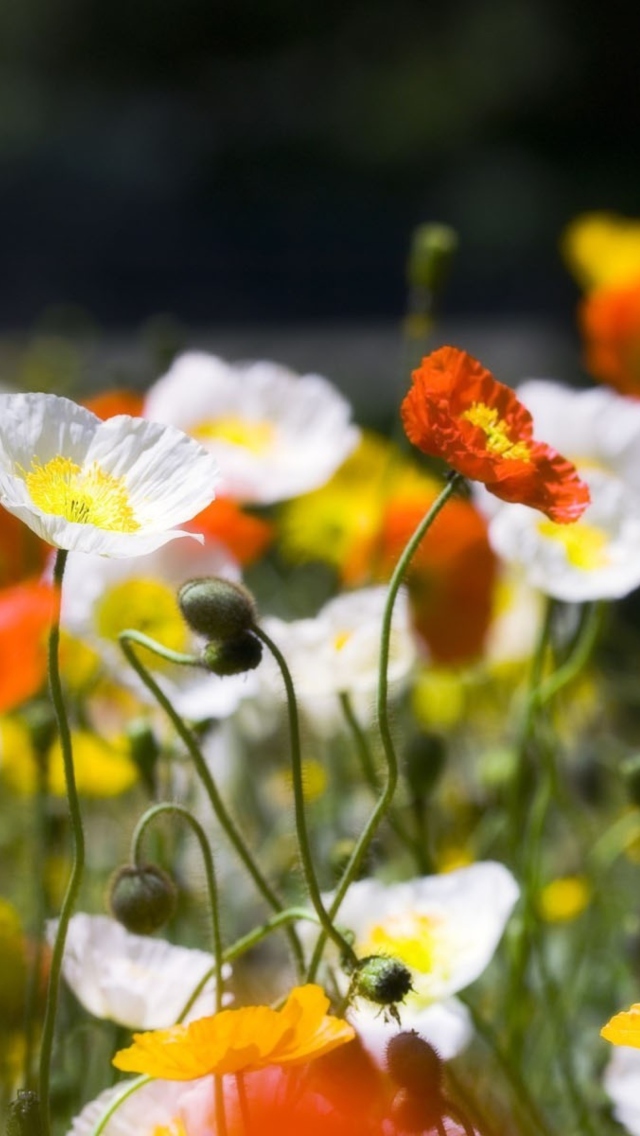 White Poppy Flowers screenshot #1 640x1136