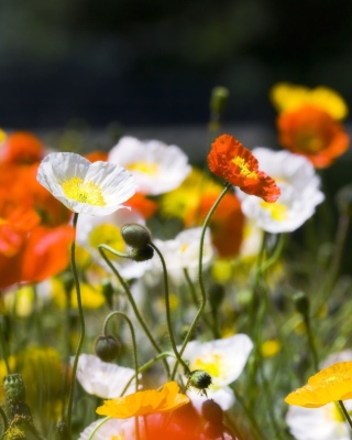 White Poppy Flowers sfondi gratuiti per Nokia Asha 311