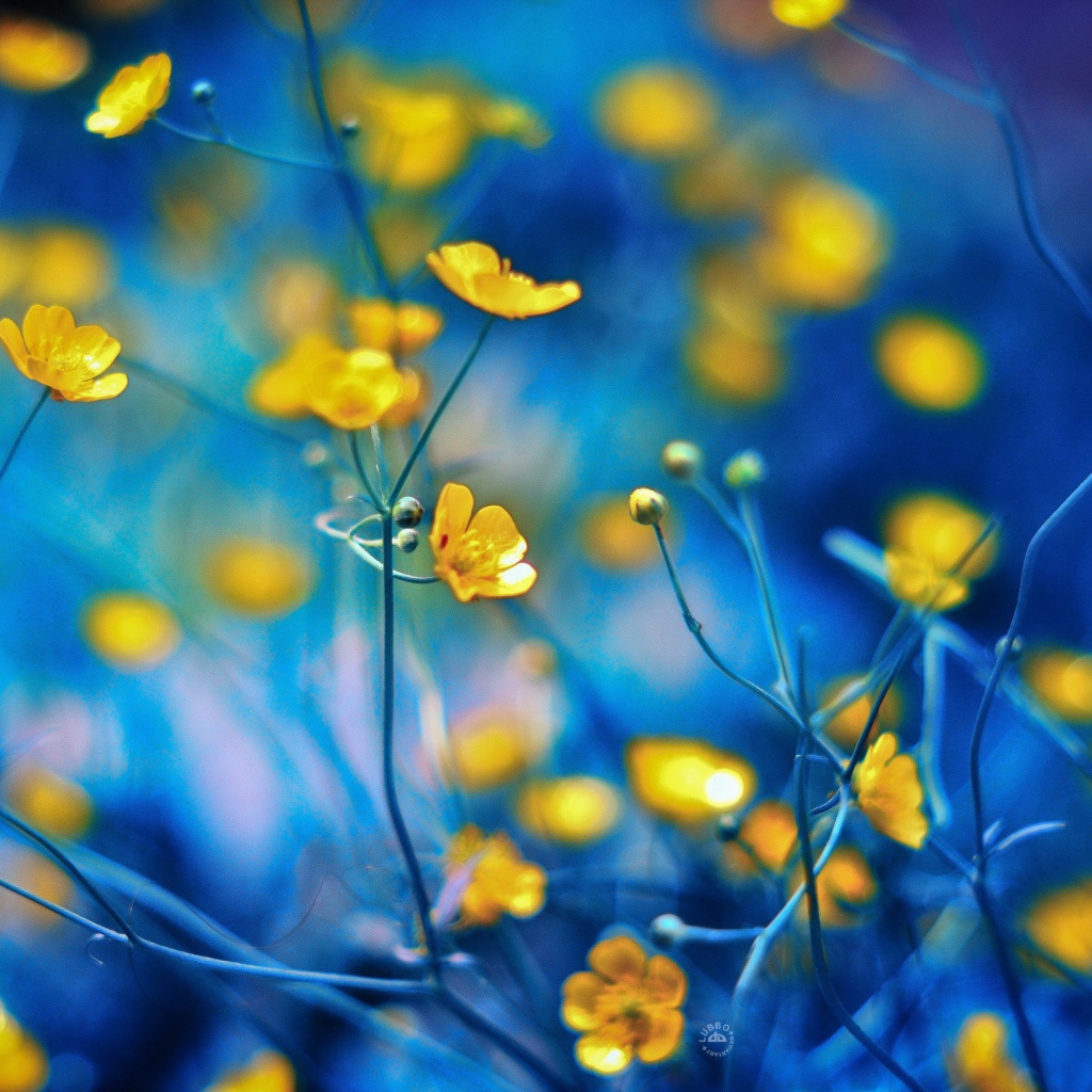 Fondo de pantalla Spring Yellow Flowers Blue Bokeh 1024x1024