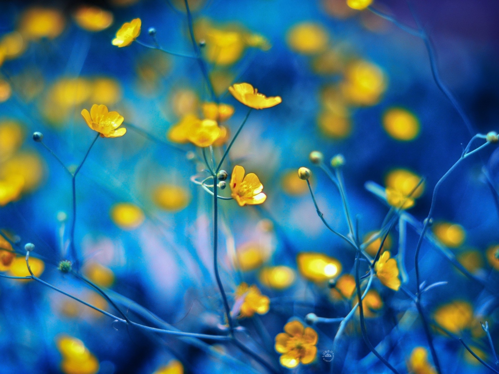 Fondo de pantalla Spring Yellow Flowers Blue Bokeh 1024x768