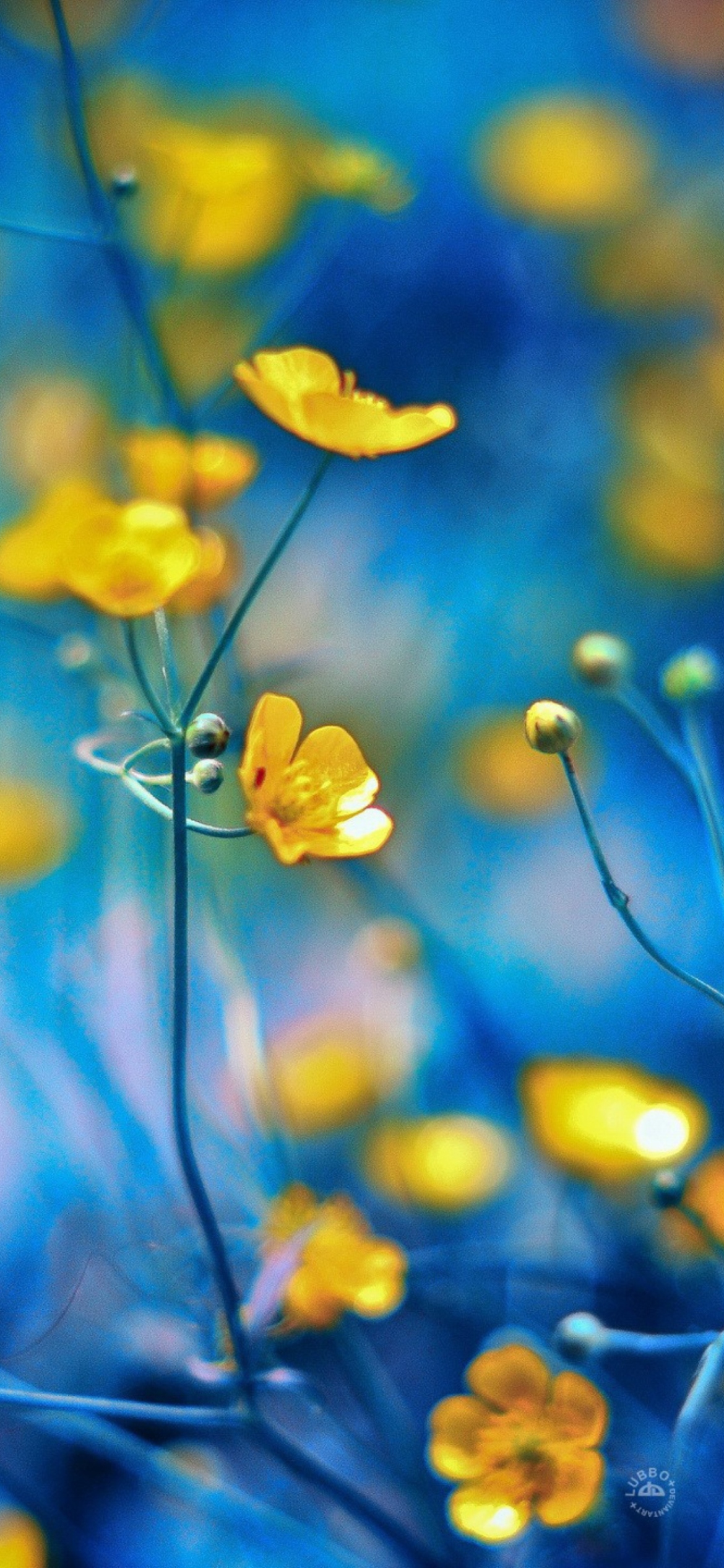 Screenshot №1 pro téma Spring Yellow Flowers Blue Bokeh 1170x2532