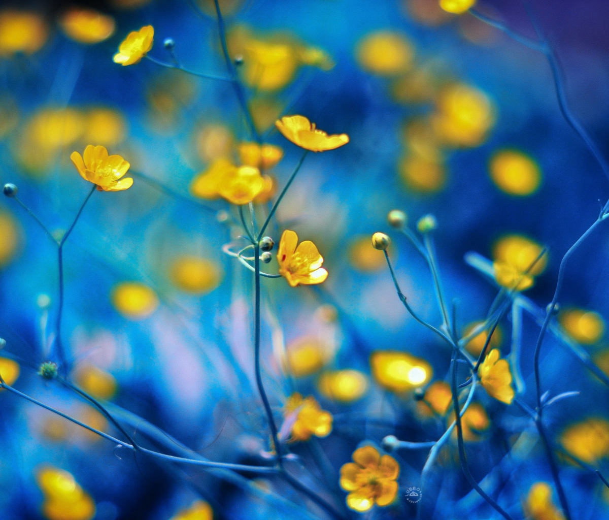 Spring Yellow Flowers Blue Bokeh wallpaper 1200x1024