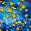 Das Spring Yellow Flowers Blue Bokeh Wallpaper 128x128