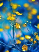 Spring Yellow Flowers Blue Bokeh wallpaper 132x176