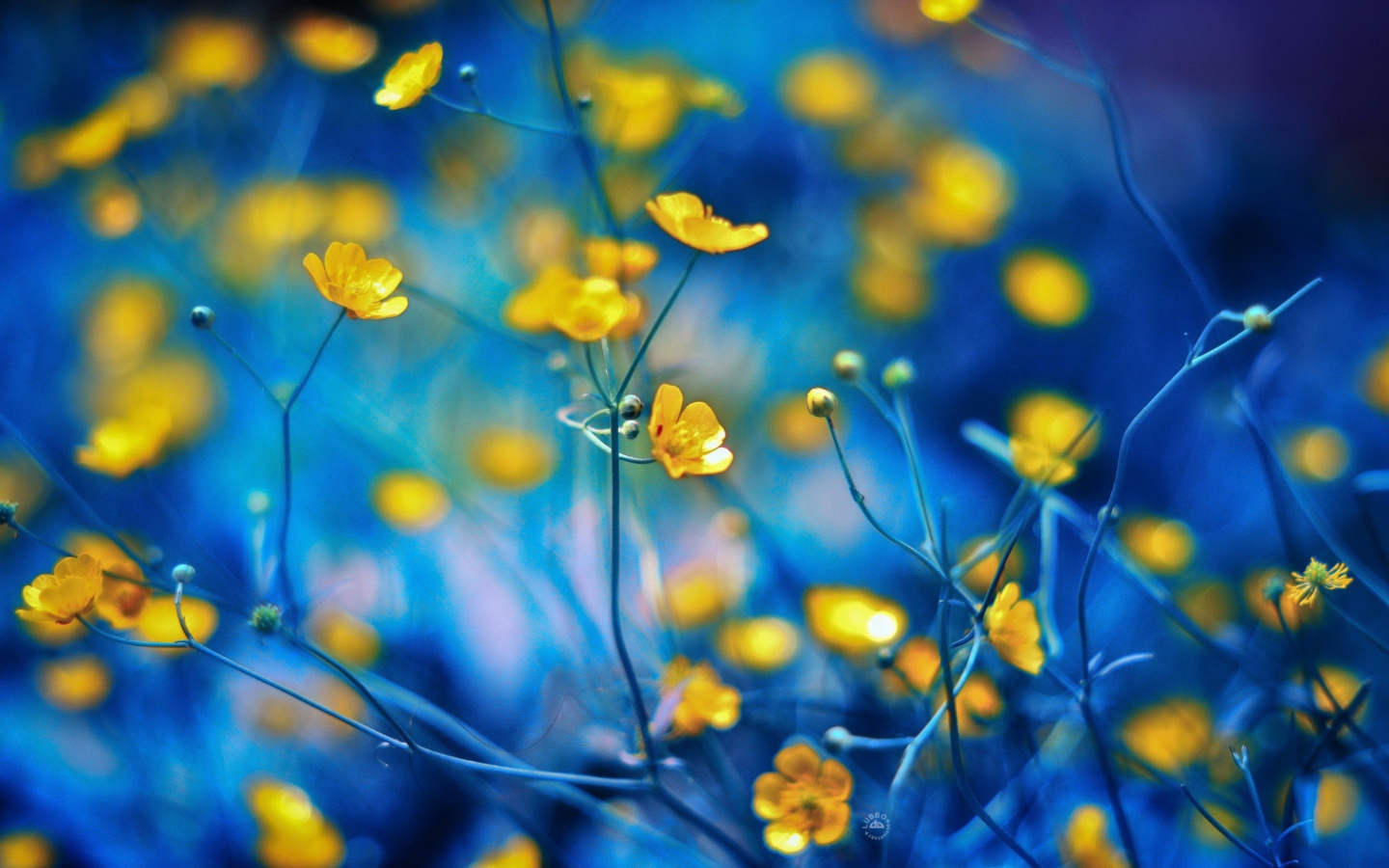 Das Spring Yellow Flowers Blue Bokeh Wallpaper 1440x900