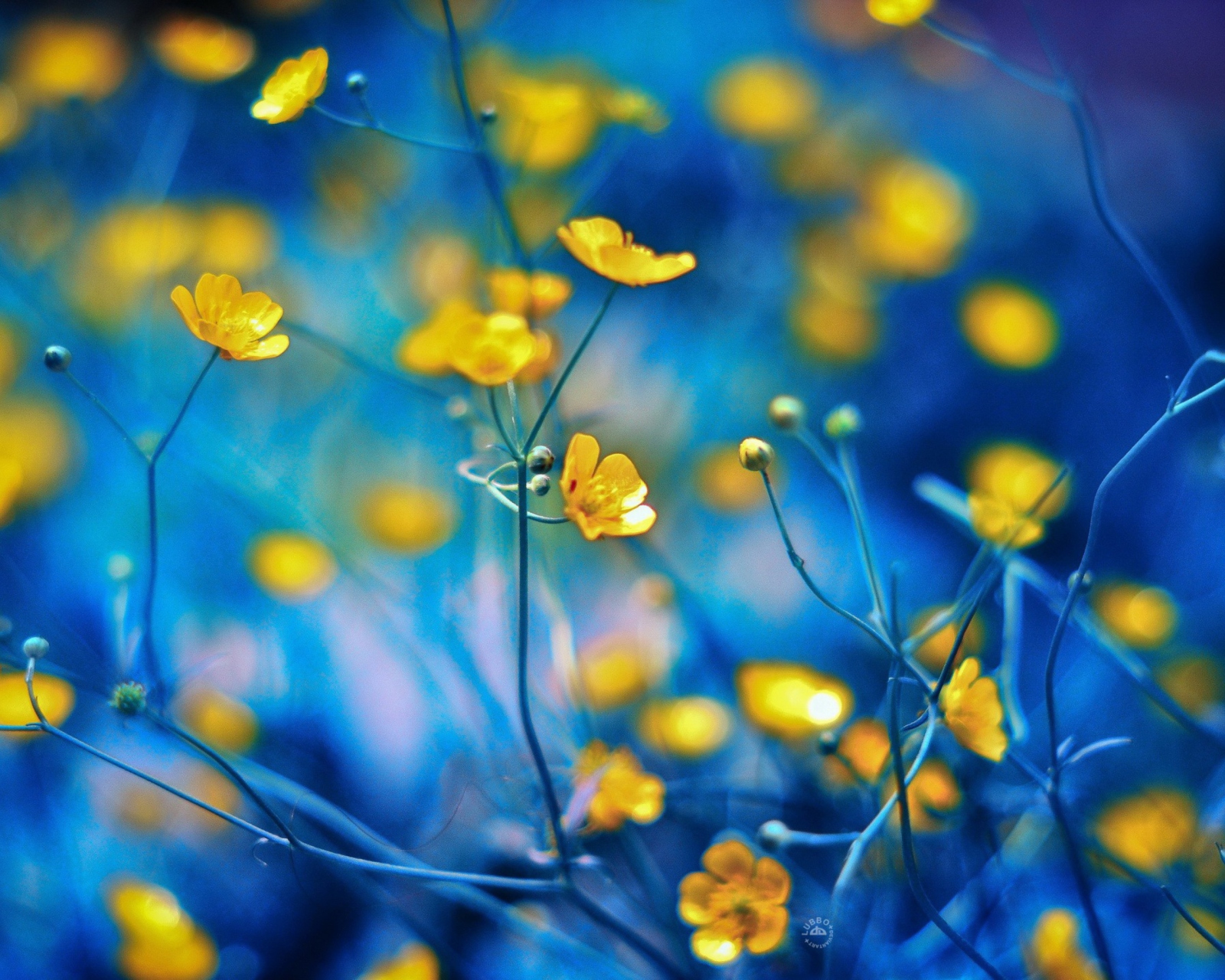 Sfondi Spring Yellow Flowers Blue Bokeh 1600x1280