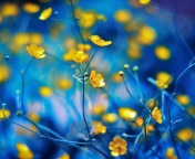 Spring Yellow Flowers Blue Bokeh wallpaper 176x144