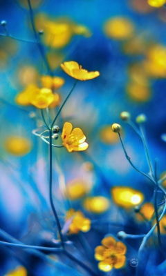 Обои Spring Yellow Flowers Blue Bokeh 240x400