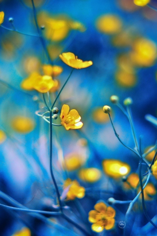 Das Spring Yellow Flowers Blue Bokeh Wallpaper 320x480