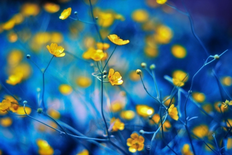 Sfondi Spring Yellow Flowers Blue Bokeh 480x320