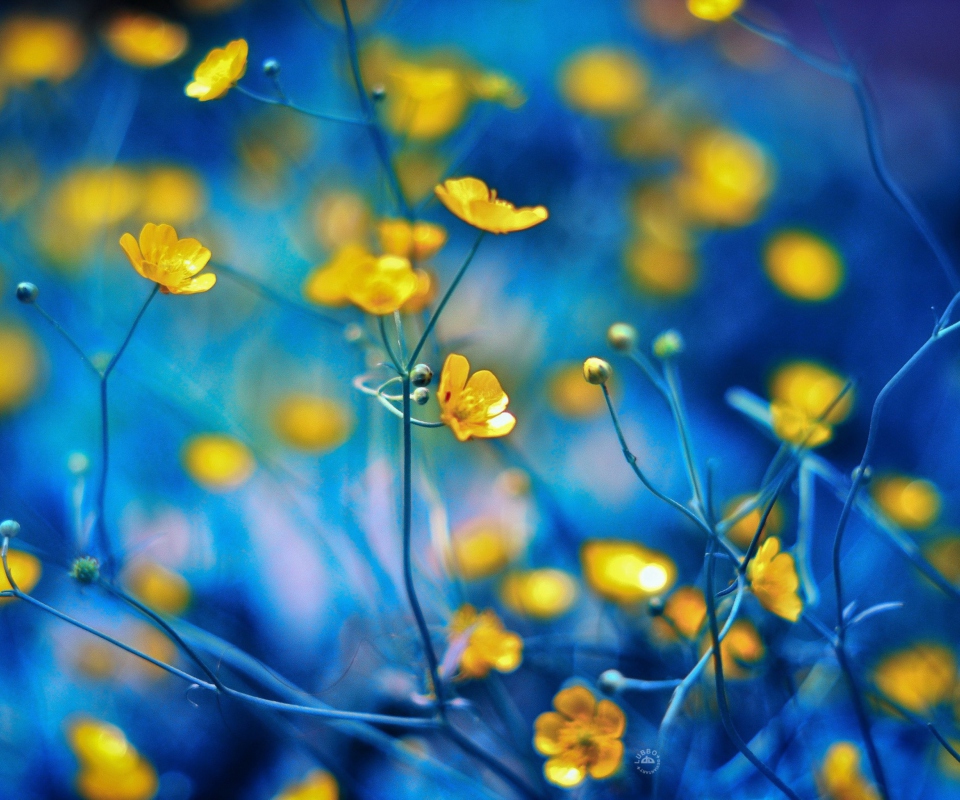 Обои Spring Yellow Flowers Blue Bokeh 960x800