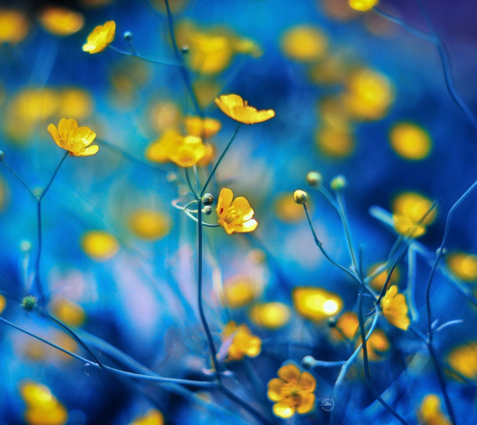 Spring Yellow Flowers Blue Bokeh wallpaper 960x854