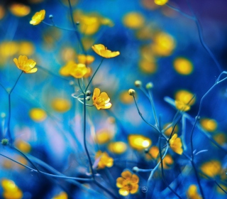 Kostenloses Spring Yellow Flowers Blue Bokeh Wallpaper für iPad Air