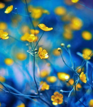 Kostenloses Spring Yellow Flowers Blue Bokeh Wallpaper für Nokia X7