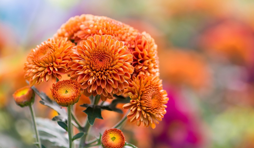 Fondo de pantalla Orange Chrysanthemum 1024x600