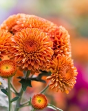 Orange Chrysanthemum screenshot #1 128x160