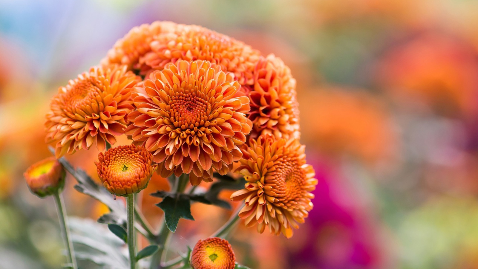 Orange Chrysanthemum screenshot #1 1600x900