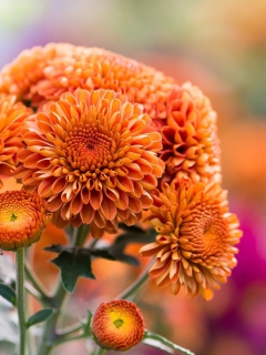 Das Orange Chrysanthemum Wallpaper 240x320