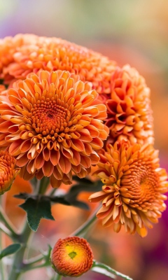 Fondo de pantalla Orange Chrysanthemum 240x400