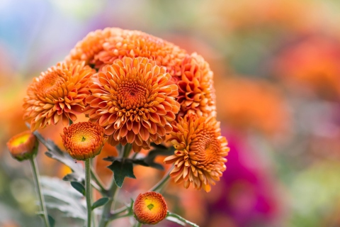 Fondo de pantalla Orange Chrysanthemum 480x320