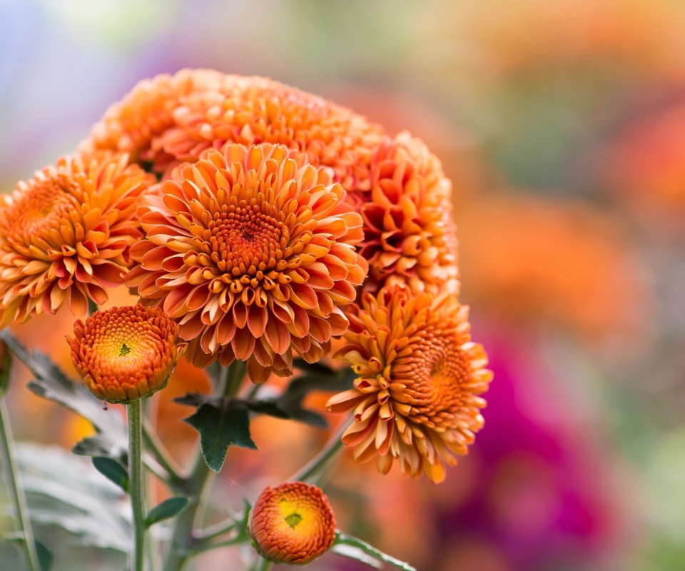 Fondo de pantalla Orange Chrysanthemum 960x800