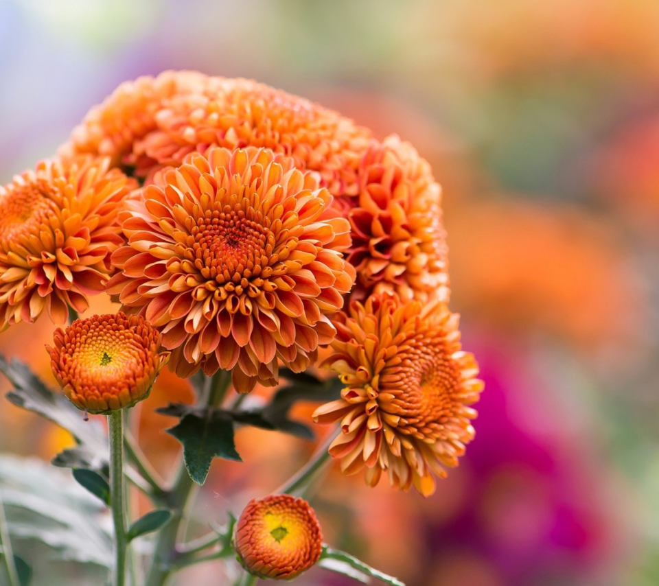 Обои Orange Chrysanthemum 960x854