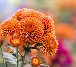 Orange Chrysanthemum - Obrázkek zdarma pro 128x128