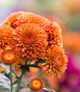 Orange Chrysanthemum - Obrázkek zdarma pro 320x480