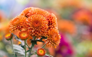 Free Orange Chrysanthemum Picture for Android, iPhone and iPad