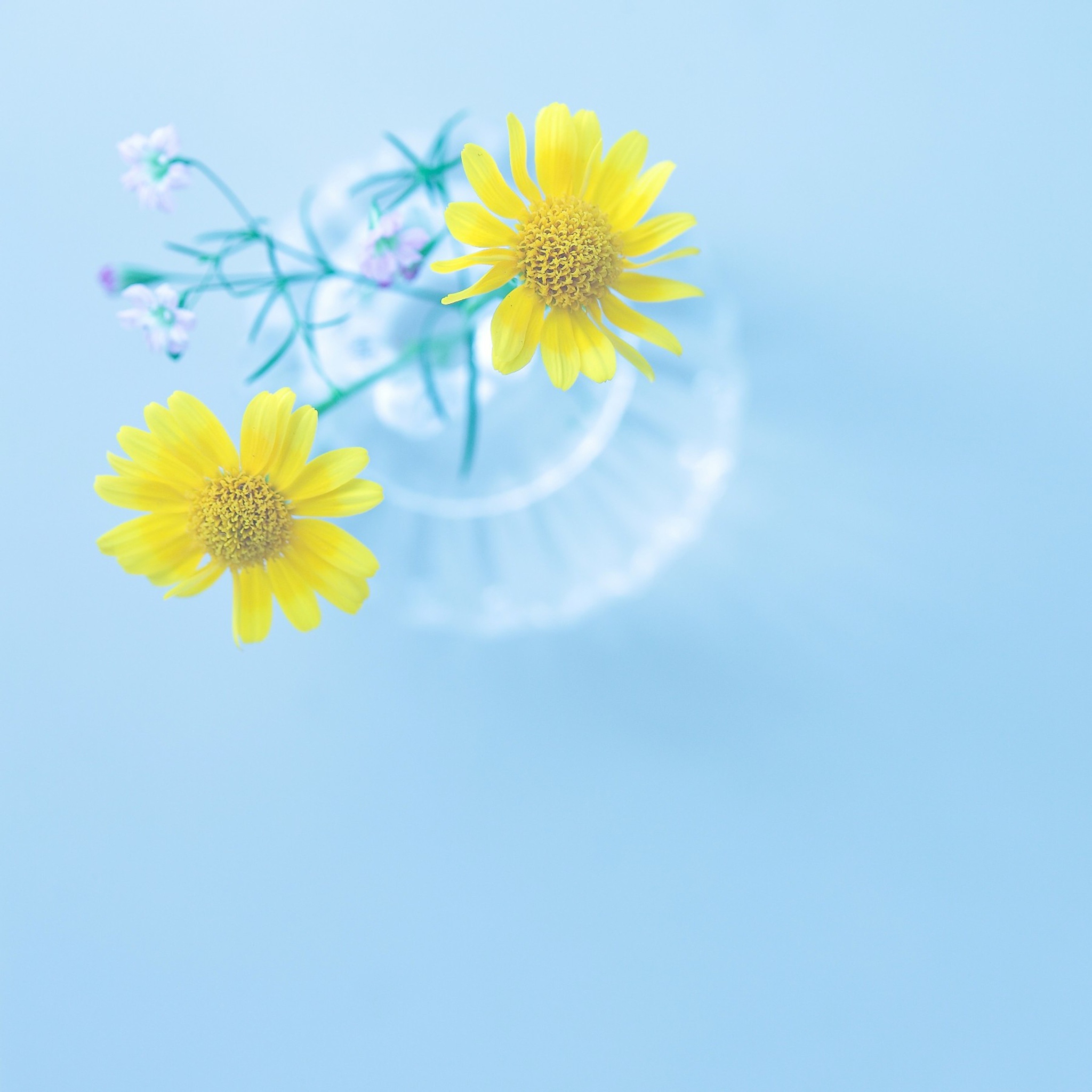 Fondo de pantalla Yellow Daisies In Vase 2048x2048