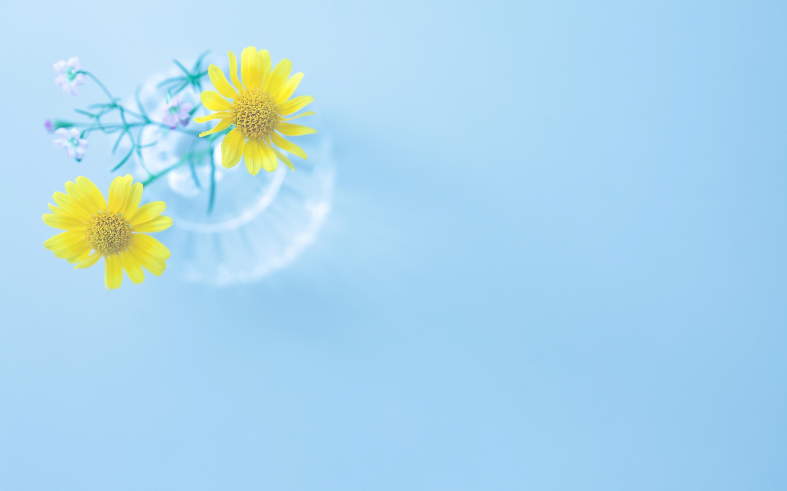 Yellow Daisies In Vase screenshot #1 2560x1600