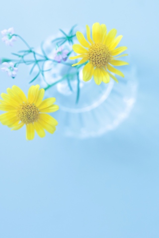 Screenshot №1 pro téma Yellow Daisies In Vase 320x480